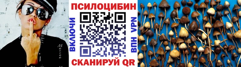 Галлюциногенные грибы Psilocybe  blacksprut как зайти  Шлиссельбург 